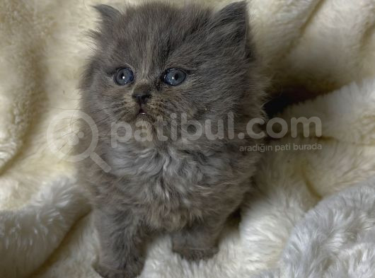 Efsane Güzellikte Ayıcık Bebekler görsel