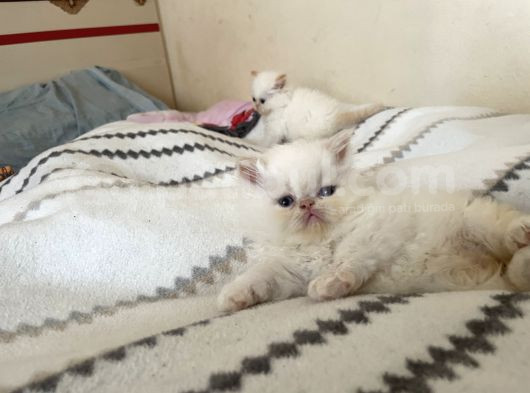 Safkan Iranpersian Yavru Kediler Yuva Arıyor Çok Sevimlil görsel