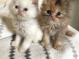 Safkan Iranpersian Yavru Kediler Yuva Arıyor Çok Sevimlil