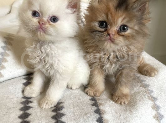 Safkan Iranpersian Yavru Kediler Yuva Arıyor Çok Sevimlil görsel