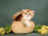 Show Kalite British Shorthair Golden Bebekler