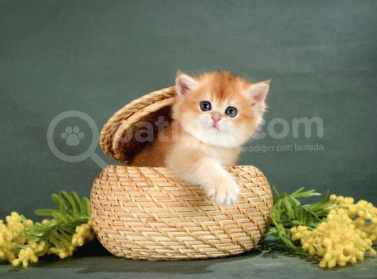 Show Kalite British Shorthair Golden Bebekler