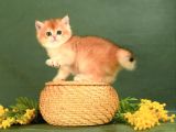Show Kalite British Shorthair Golden Bebekler