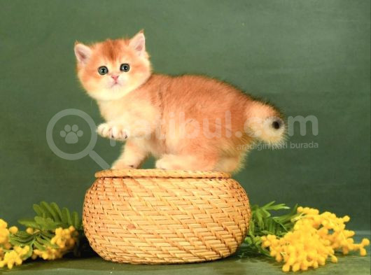 Show Kalite British Shorthair Golden Bebekler görsel