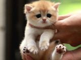 Show Kalite British Shorthair Golden Bebekler
