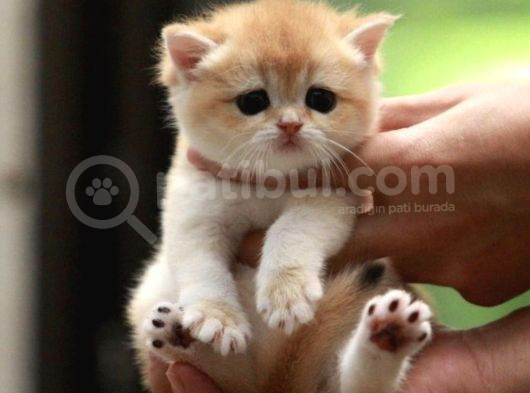 Show Kalite British Shorthair Golden Bebekler görsel