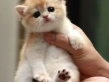 Show Kalite British Shorthair Golden Bebekler