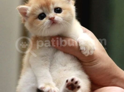Show Kalite British Shorthair Golden Bebekler görsel
