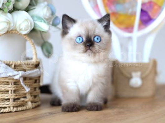 En Nadide Çikolata Point British Shorthair görsel