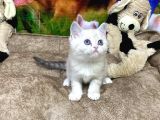 Vonalppet Guvencesiyle Mukemmel British Shorthair Yavrularimiz