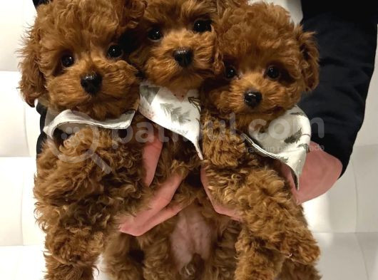Deni̇zli̇ Merkez Tesli̇me Hazir Poodle Bebekler