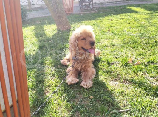 Aşiri Sevgi̇ Bağimlisi Cocker görsel