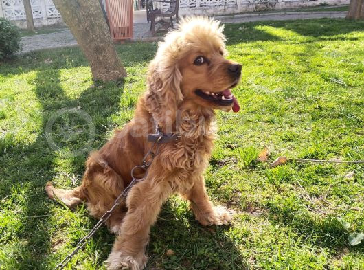 Aşiri Sevgi̇ Bağimlisi Cocker