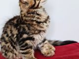 Maine Coon