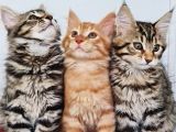 Maine Coon