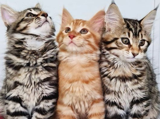 Maine Coon
