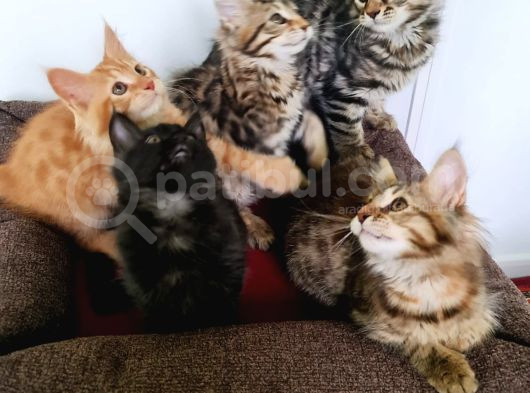 Maine Coon görsel