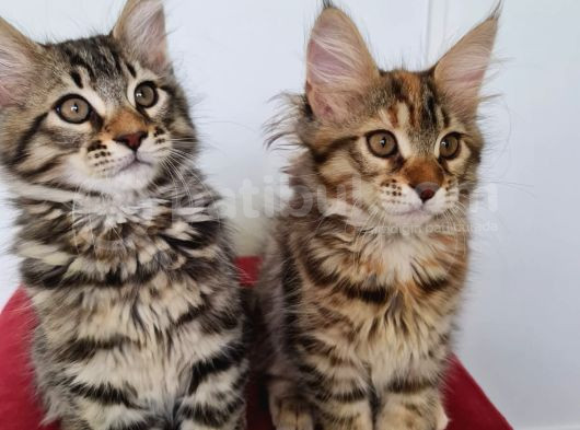 Maine Coon görsel