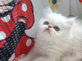 Dişi İran Kedisi