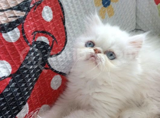 Dişi İran Kedisi görsel