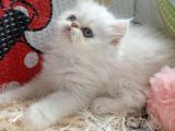 Dişi İran Kedisi