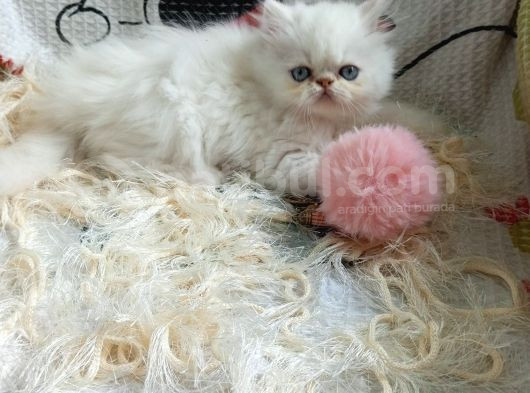 Dişi İran Kedisi görsel