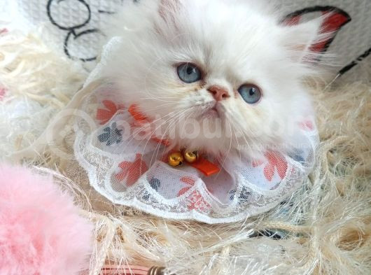 Dişi İran Kedisi görsel
