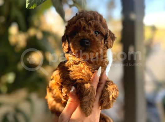 Korekan Toy Poodle Yavrular görsel