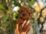 Korekan Toy Poodle Yavrular