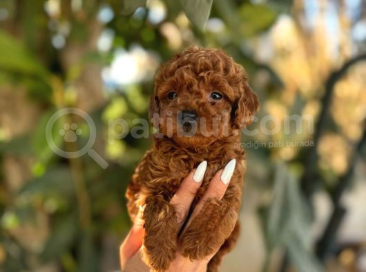 Korekan Toy Poodle Yavrular