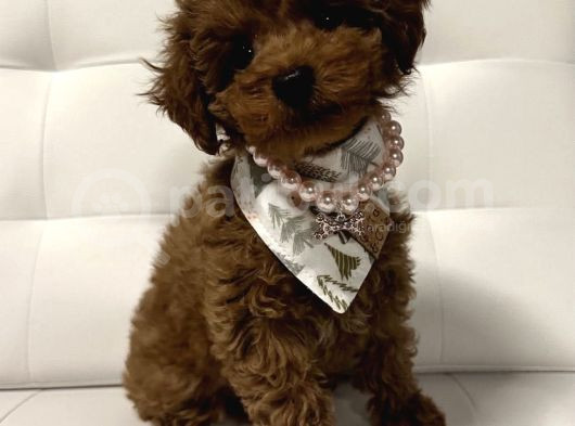 Deni̇zli̇ Merkez Tesli̇me Hazir Poodle Bebekler görsel