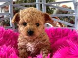 Teacup poodle