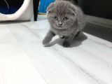 Scottishfold Kitten Uygun