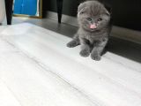 Scottishfold kitten uygun