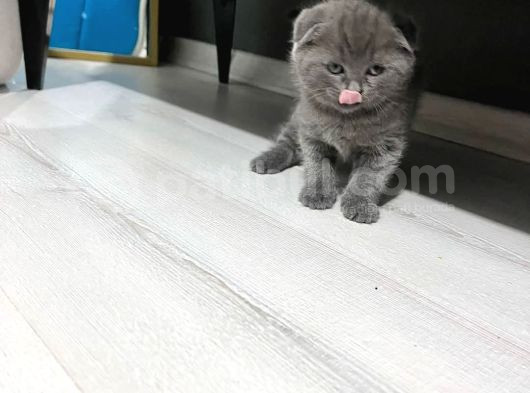 Scottishfold Kitten Uygun