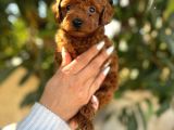 Korekan Toy Poodle Yavrular