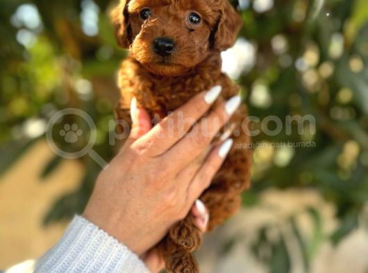 Korekan Toy Poodle Yavrular görsel