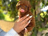 Korekan Toy Poodle Yavrular