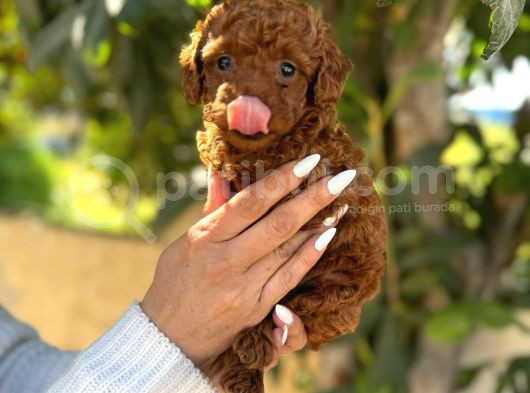 Korekan Toy Poodle Yavrular görsel
