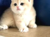 A Kalite Bri̇ti̇sh Shorthai̇r Golden  Yavrular