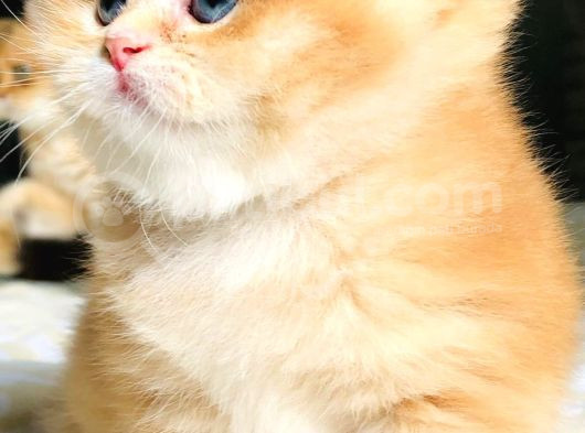 A Kalite Bri̇ti̇sh Shorthai̇r Golden  Yavrular görsel
