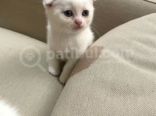 Güzel Sevi̇mli̇ Tatli Yavruum Tesli̇me Hazir