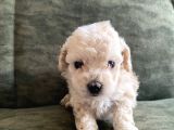 Bebek surat maltipoo yavrular