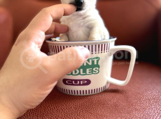 Xxs Mi̇ni̇ Wc Eği̇ti̇mli̇ Kisa Tüy Chihuahua Yavrularimiz görsel