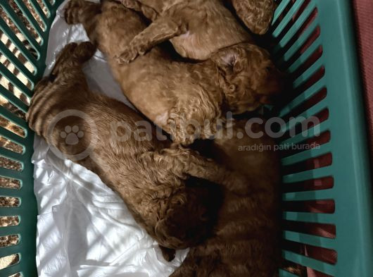 5 Adet Red Brown Yavru görsel