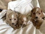 Maltipoo