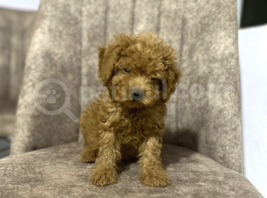 Toy Poodle Minyatür Boy görsel