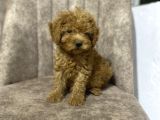 Toy Poodle Minyatür Boy
