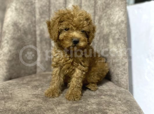 Toy Poodle Minyatür Boy görsel