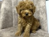 Toy poodle minyatür boy